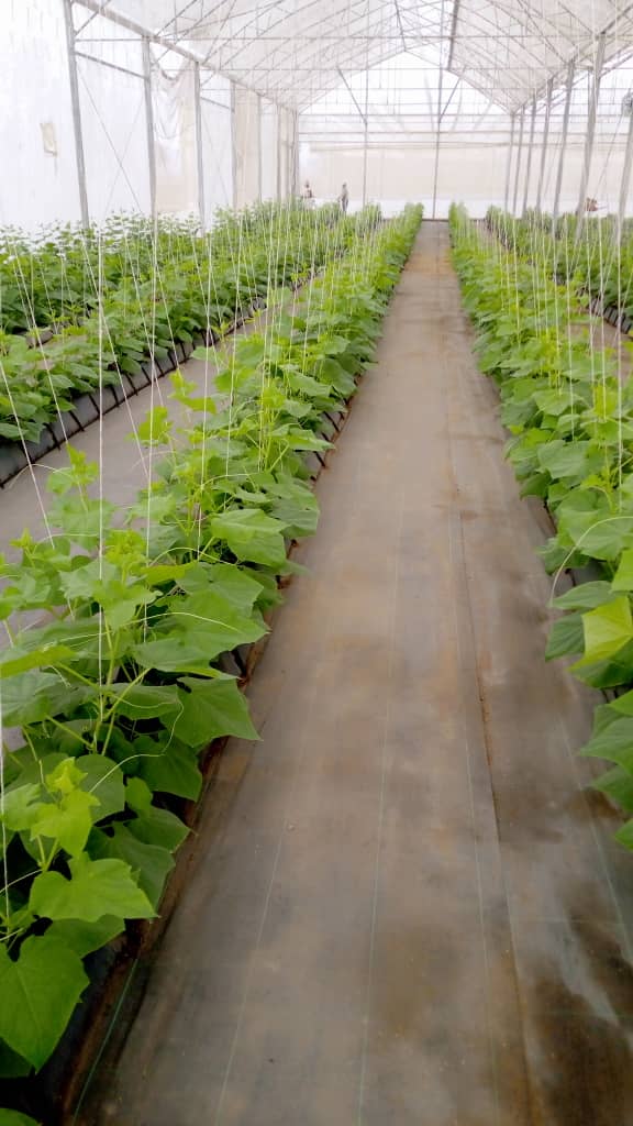 cucumber plants